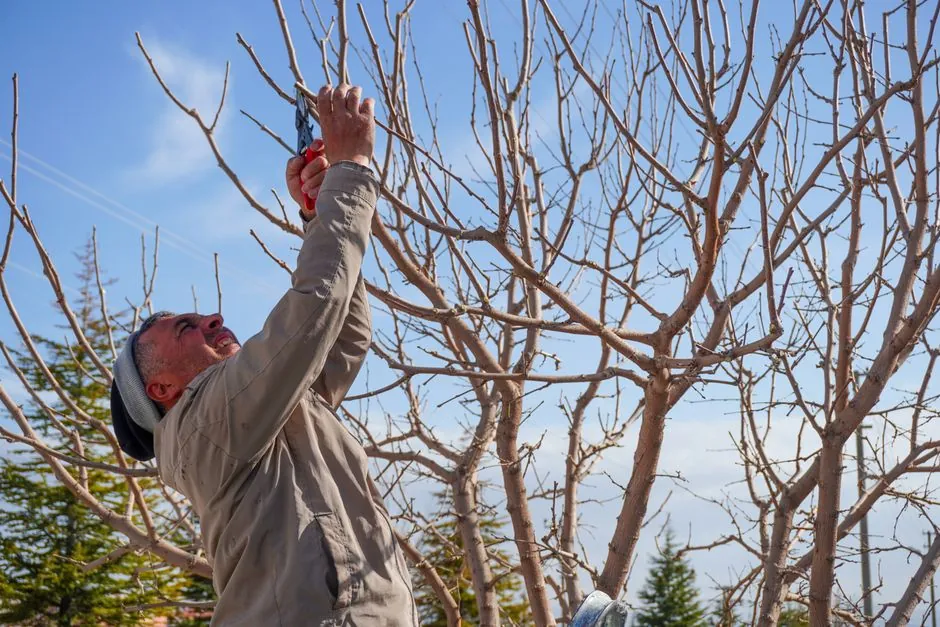 Jardin après remise en état